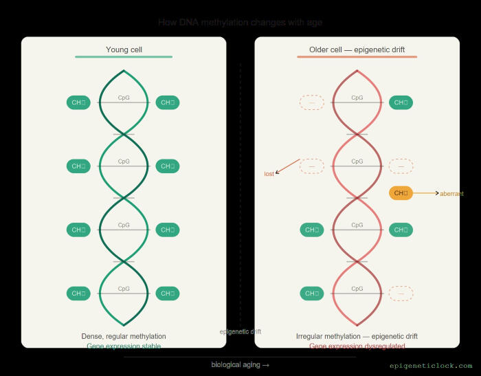DNA methylation with age diagram — young dense methylation vs older epigenetic drift